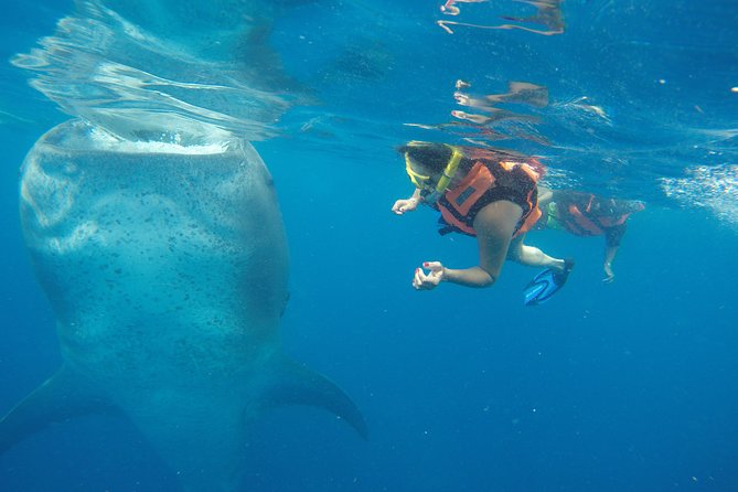 Half Day Whale Shark Tour From Playa Del Carmen