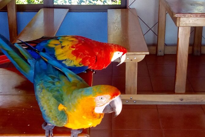 Half-Day Wildlife Hiking Tour of Cahuita National Park
