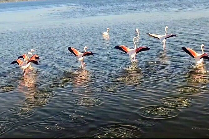 Happy Tour Camargue an Immersion by Bike and Scooter E