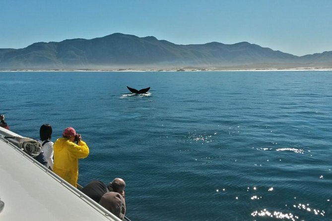 Hermanus Whale Watching Boat Trip With Shared Transfers From Cape Town - Overview of the Tour