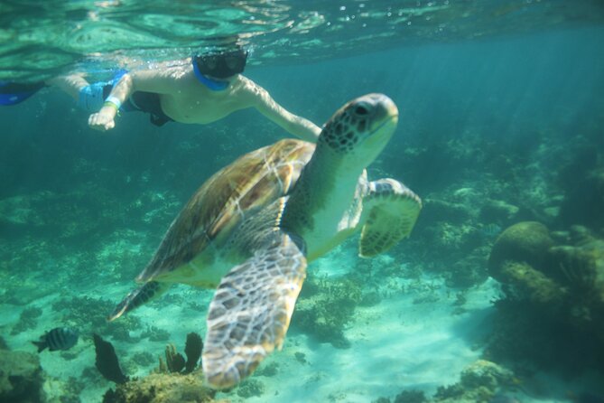 Hidden Cenote Swim: Snorkeling, Sea Turtles and Beachside Lunch