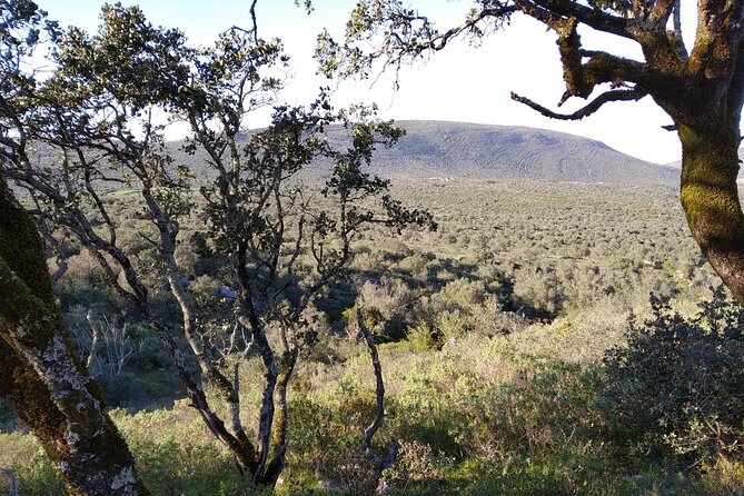 Hidden Charms: Private Nature Expedition in Serra Dos Candeeiros