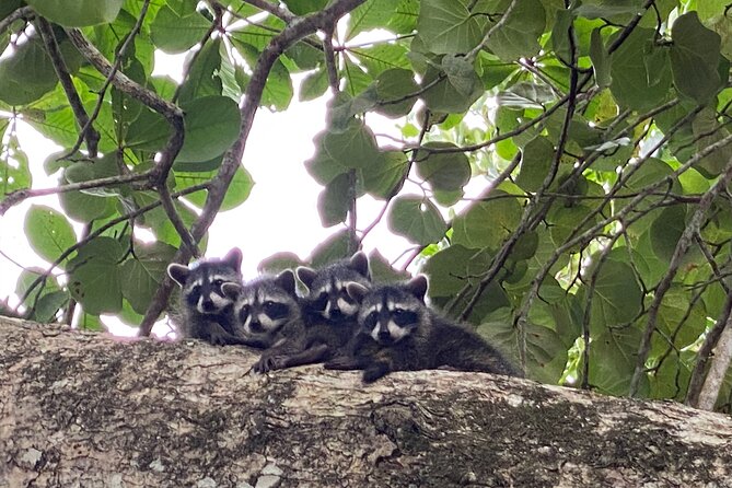 Hike Adventure in Cahuita National Park