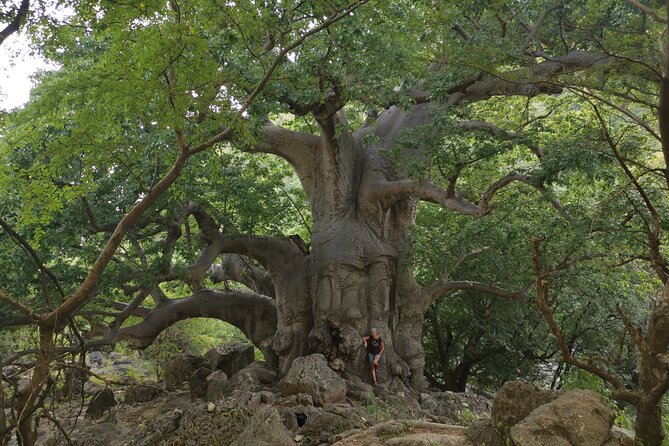 Hike to Taiq Cave – Sinkhole and Baobab Forest