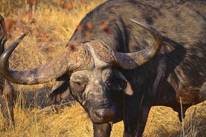 Hluhluwe Imfolozi & Dumazulu Cultural Village Tour From Durban