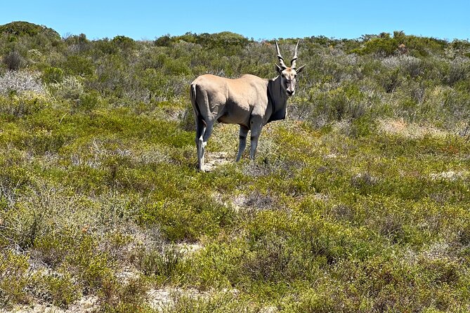 Horse Back Safari on the West Coast - Highlights of the Wildlife Viewing
