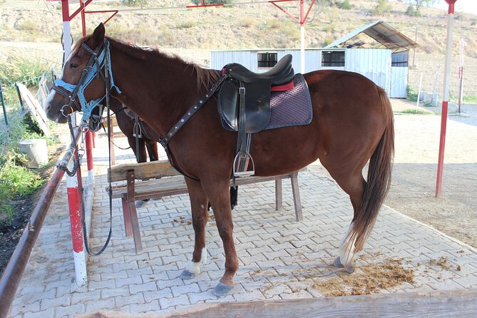 Horse Riding in Kusadasi - Overview of the Tour