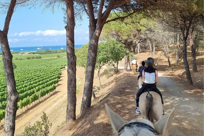 Horse Riding in the Vineyards of Ramatuelle + Wine Tasting