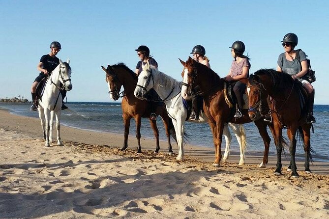 Horse Riding on the Beach With Transfer From Sharm El Sheikh