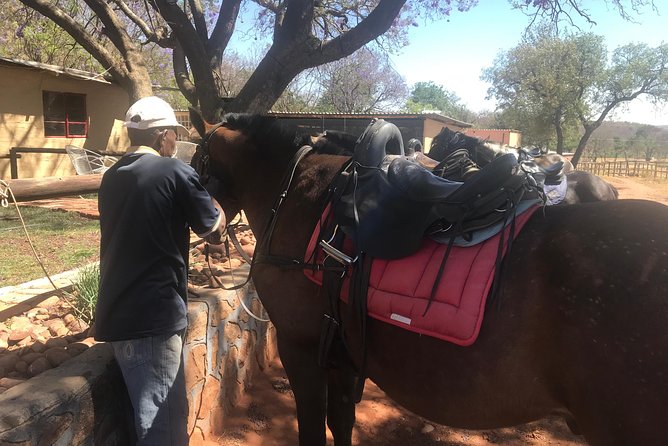 Horseriding Safari Day Tour From Johannesburg