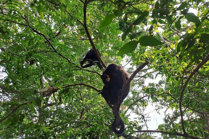 Howler Monkey Sanctuary and Belize City Tour