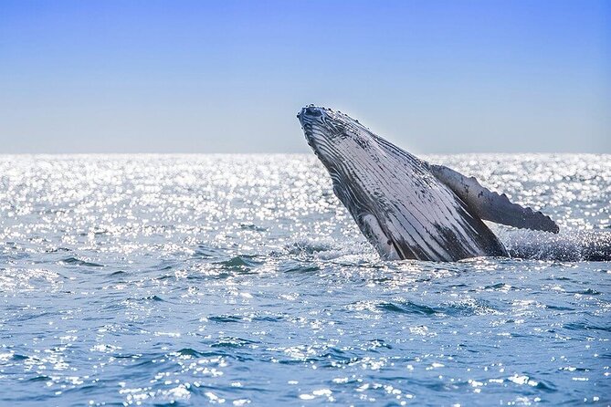 Humpback Whale Watching in Samana From Juan Dolio