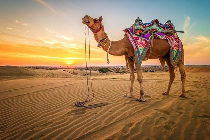 Hurghada: Quad, Jeep, Camel and Buggy Safari With BBQ Dinner - Desert Adventure Highlights