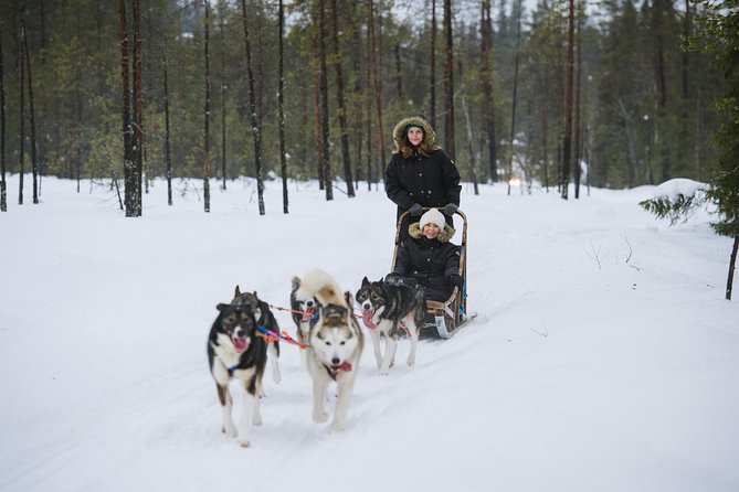 Husky Safari From Rovaniemi Including a Husky Sled Ride