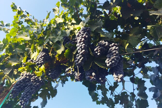 I Want More Wine, Valle De Guadalupe Tours