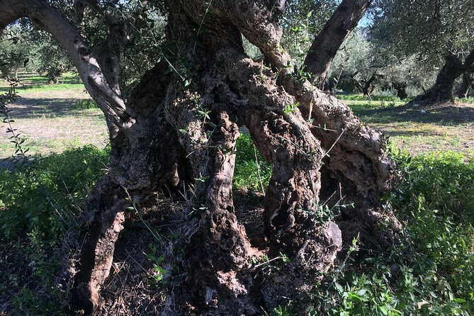 In Crete Discover the Miracle of Olive Oil and Organic Fruits