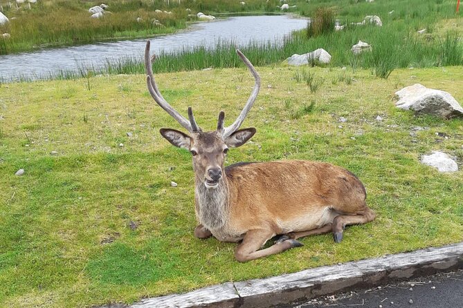 Inverness to Culloden, Cairngorms and Clava Cairns Tour