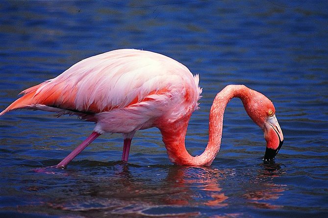 6 Best Tours In Puerto Villamil