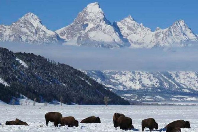 Jackson Hole & Grand Teton Park – Half-Day Wildlife Tour – Afternoon