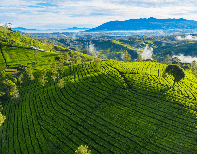 Jakarta: Volcanic White Crater Lakes & Tea Plantations Tour