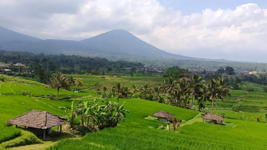 Jatiluwih Rice Fields Walking Tour and Natural Hot Spring