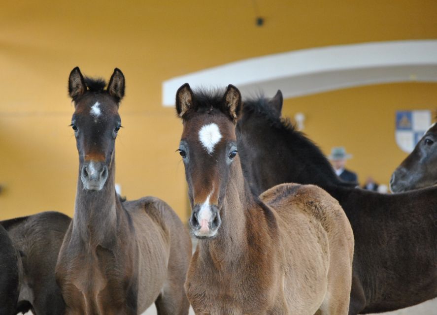 Jerez: Cartuja Stud Carthusian Horses Tour