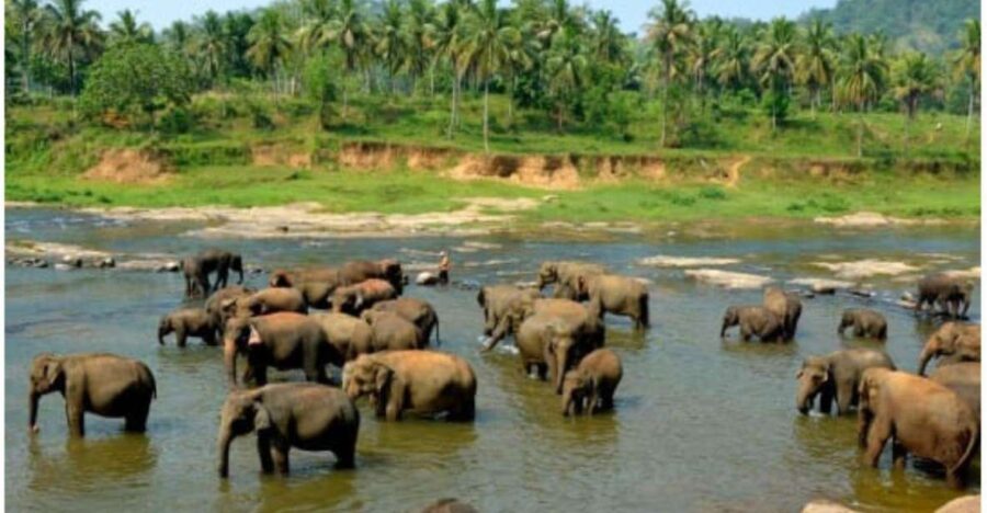 8 Best Tours In Pinnawala