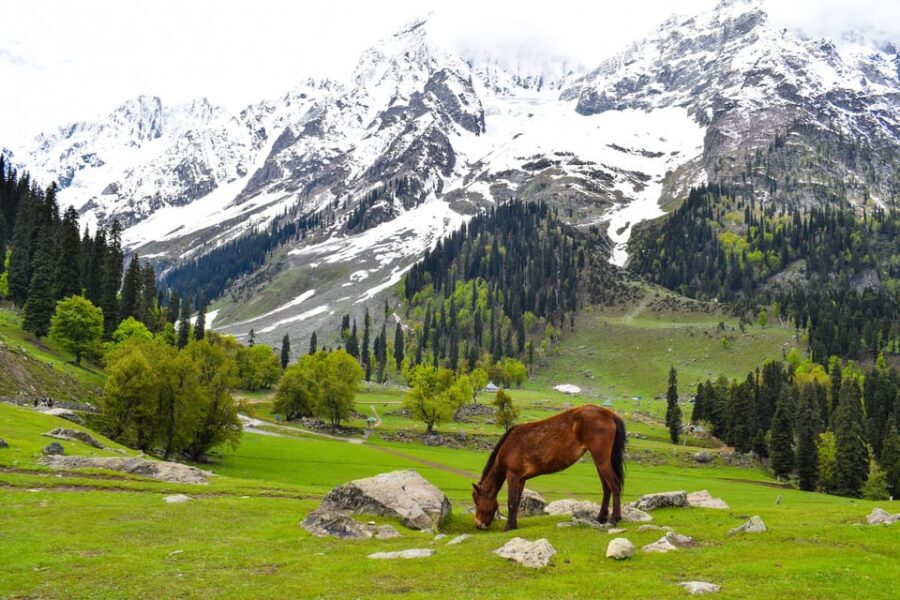 Kashmir Tour Srinagar Gulmarg Pahalgam Sonamarg Hotels Cab