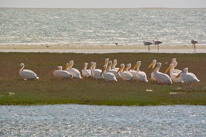 Kayaking and Sandwich Habour Guided Day Tour From Walvis Bay
