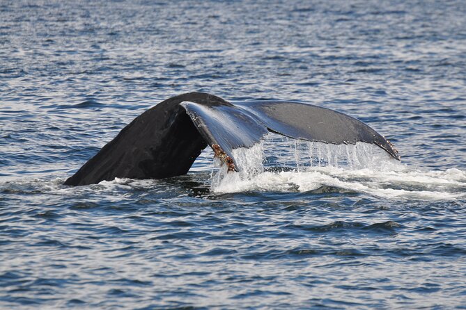Kayaking With Whales and Wildlife - Meeting Details and Transportation
