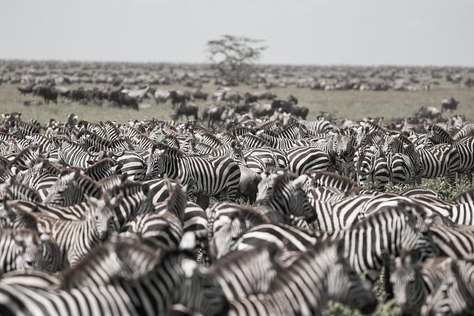 Kenya Tanzania Herdtracker Migration Safari – 08 Days