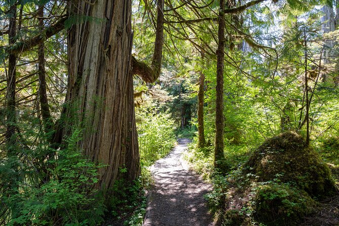 Ketchikan Magical Old-Growth Creek Trek Guided Tour