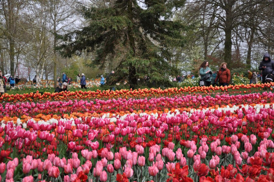 Keukenhof: Private Tulip & Windmill Tour With Cheese Tasting