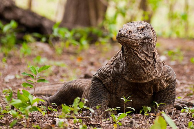 Komdo National Park and Beyond – All Inclusive (Sharing Trip)