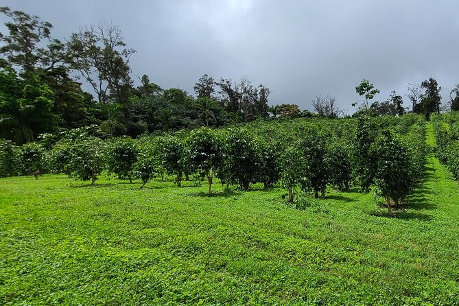 Kona Coffee Crop to Cup: Private Group Coffee Farm Tour in Hawaii