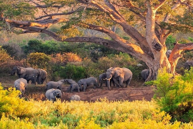 Kruger National Park. 2 Days Best Ever Safari From Cape Town - Exploring Kruger National Park