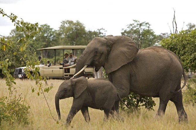 Kruger National Park Full Day Big 5 Safari Tour From Hazyview