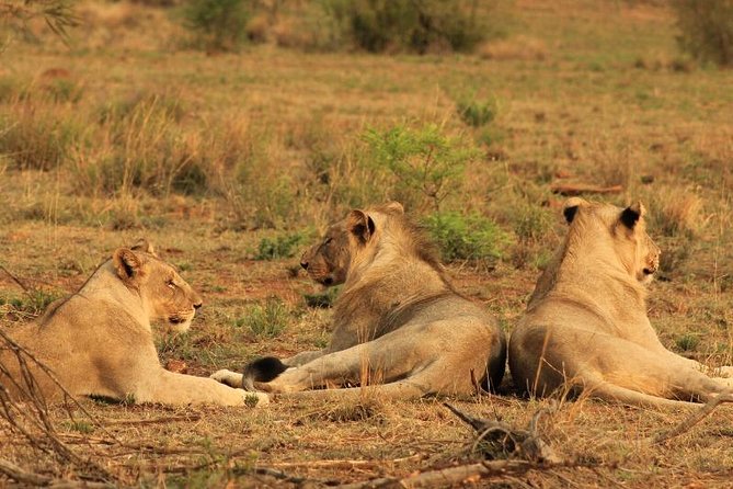 Kruger National Park Sunrise Half-Day Safari Tour