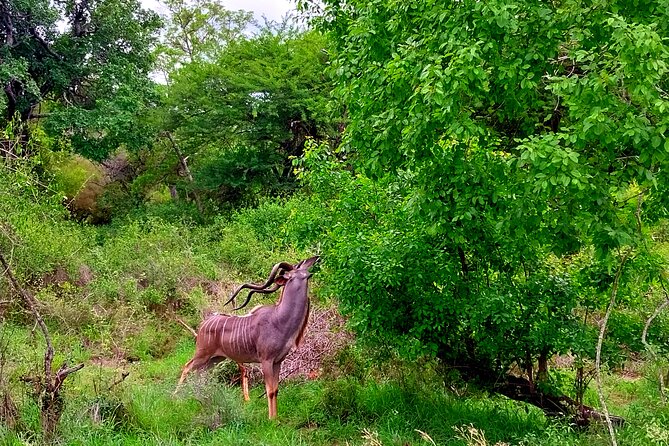 Kruger Park Full Day Guided Safari