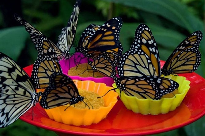 Kukama Community and Pilpintuwasi Butterfly Farm Tour