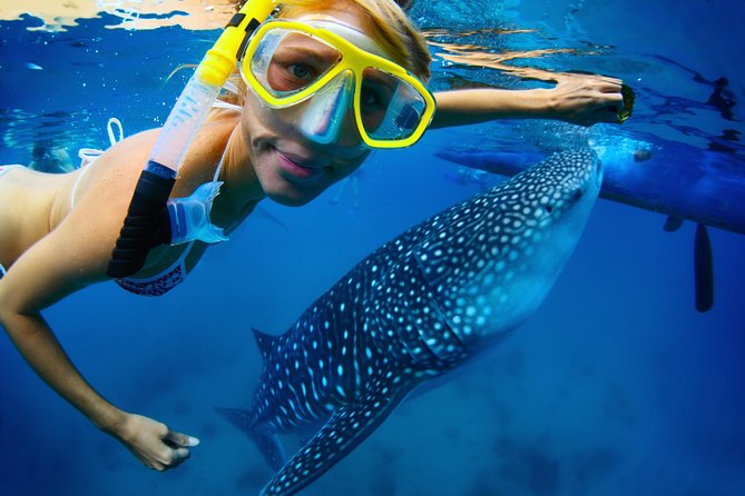 La Paz Whale Shark Snorkeling Tour and Lunch From Los Cabos