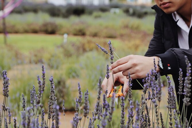 Lavender Field Guided Tour - Guided Experience