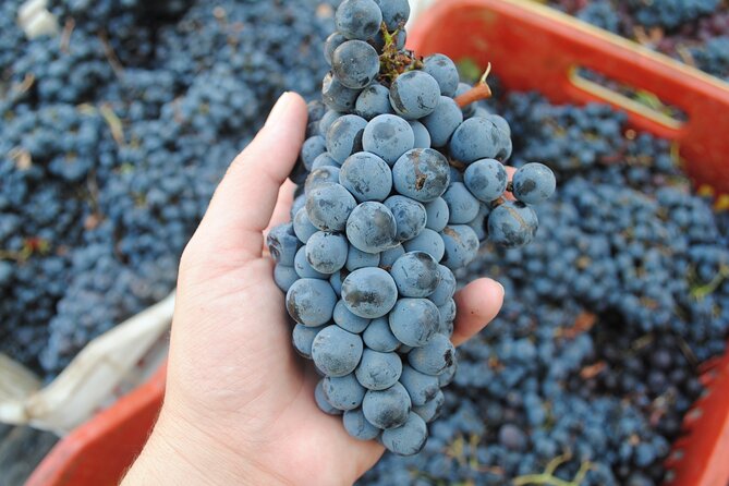 Lemnos Wine Tour – Private Tour