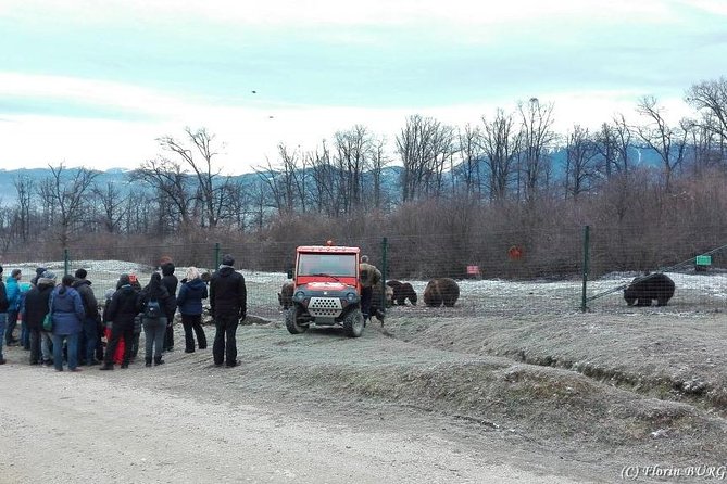Libearty – the Brown Bear Sanctuary From Zarnesti