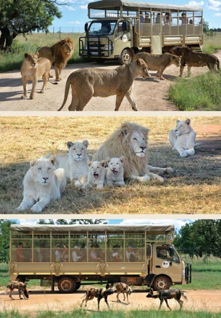 Lion Park Tour in Open Safari Vehicle - Tour Overview