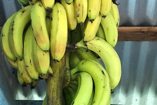 Local Food Tour and Local Fields