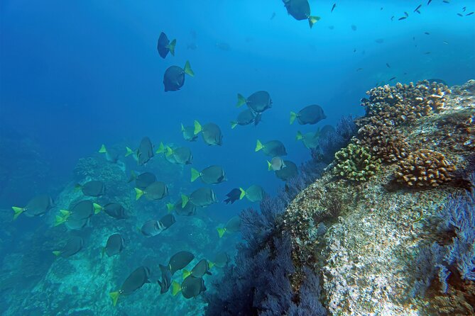 Los Cabos Snorkeling Tour by Speed Boat With Photos Included - Tour Overview and Details