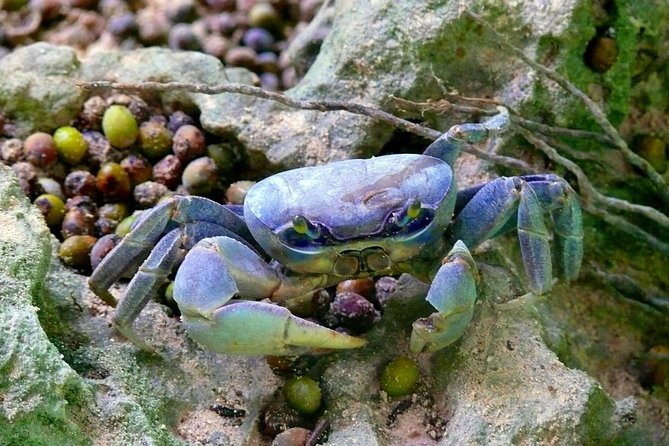 Los Haitises National Park - Hiking in Rain Forest + Private Boat to Caves