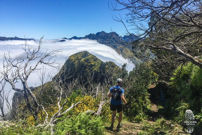Madeira: Laurisilva Private or Small-Group Running Tour  – Funchal