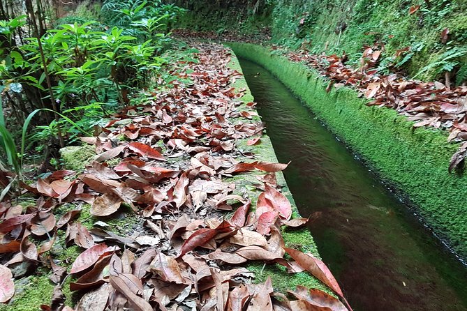Madeira: Private Guided Levada Dos Tornos Boaventura Hike